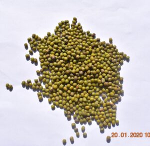 Green Mung Beans