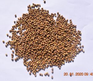 Coriander Seeds