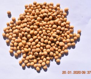 Soya Beans