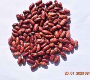 Red Speckled Kidney Beans